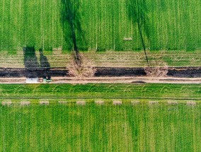 辽宁立体垂直绿化花卉基地，打造绿色生态新篇章辽宁花卉种植基地